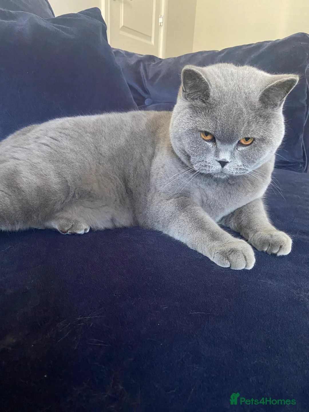 British Shorthair cats for sale: Rehoming our Blue British Shorthair in Wakefield - Advert 1
