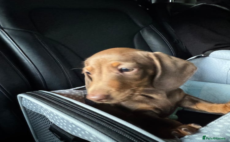 Dachshund dogs - Advert 1