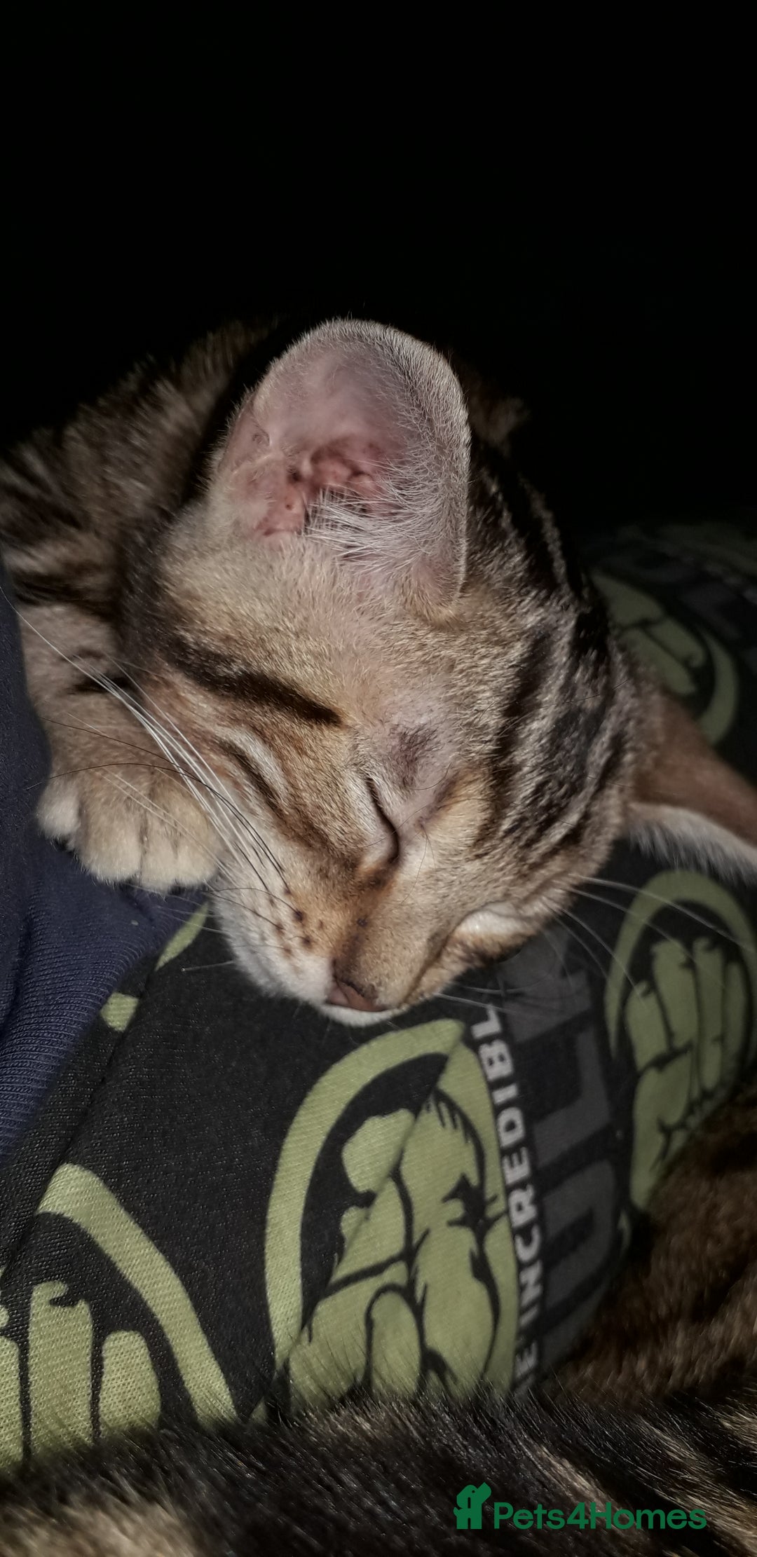 Bengal cats for sale: Beautiful Large & small Bengal kittens  - Advert 11