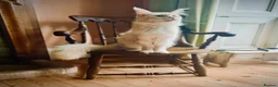 Maine Coon cats for sale: Maine coon kittens  - Advert 18