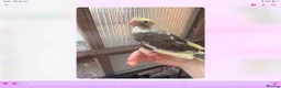 Cockatiels birds for sale: Baby cocktails for sale - Advert 8