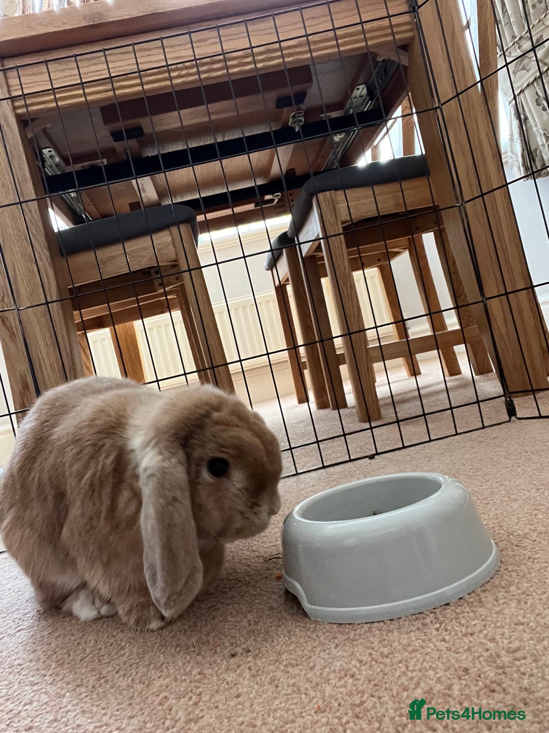 Mini Lop rabbits for sale: Mini Lop - Image 2