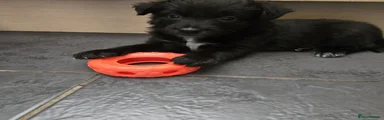 Puppy 5