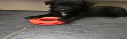 Mixed Breed dogs for sale: 5 collie x whippet puppies  - Advert 5