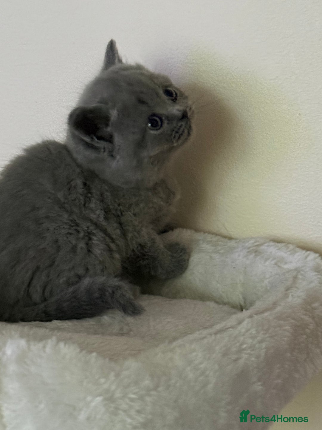 British Shorthair cats for sale: british shorthair kittens  - Advert 11