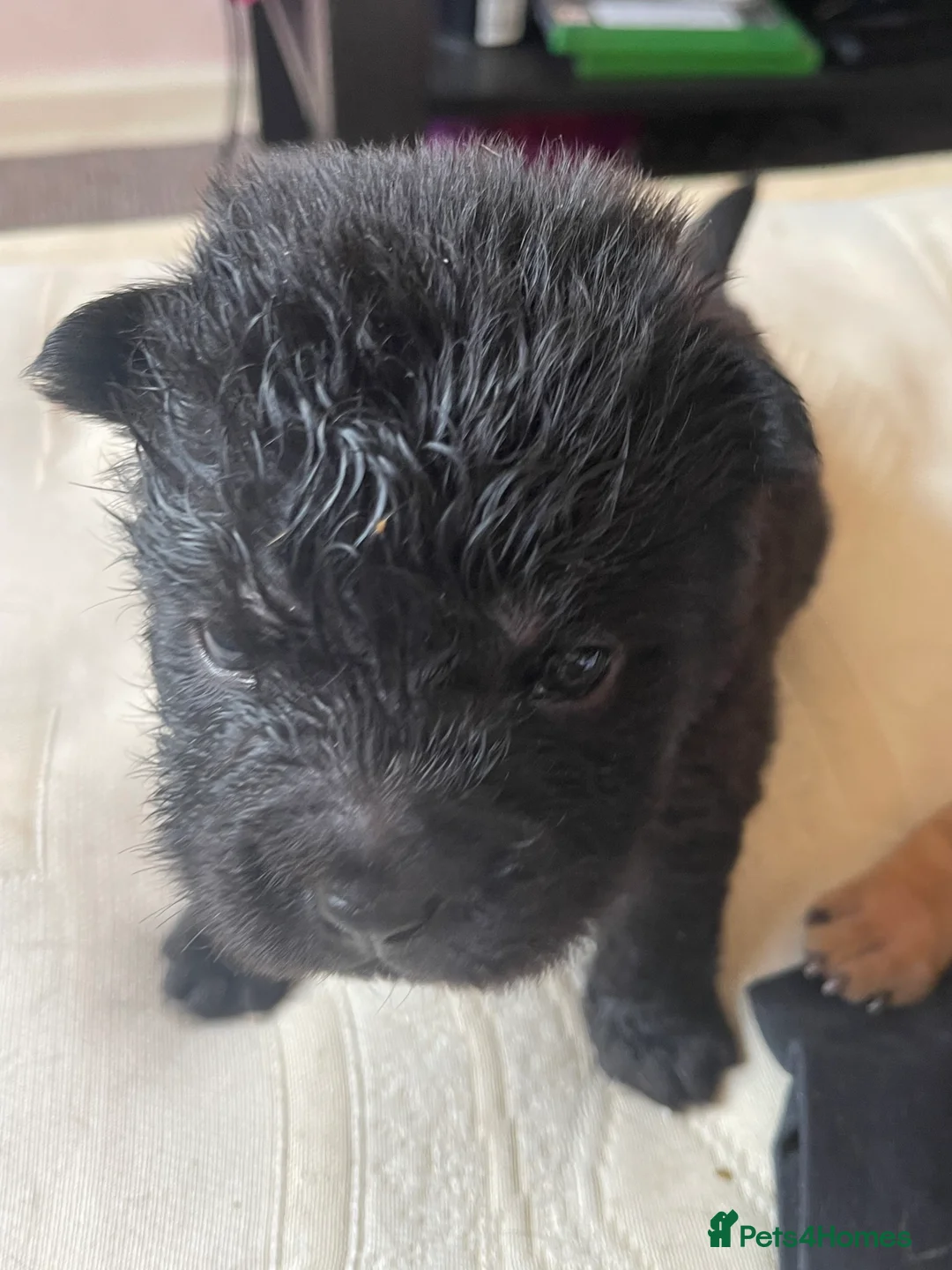 Shar Pei dogs for sale: Shar pei - Advert 17