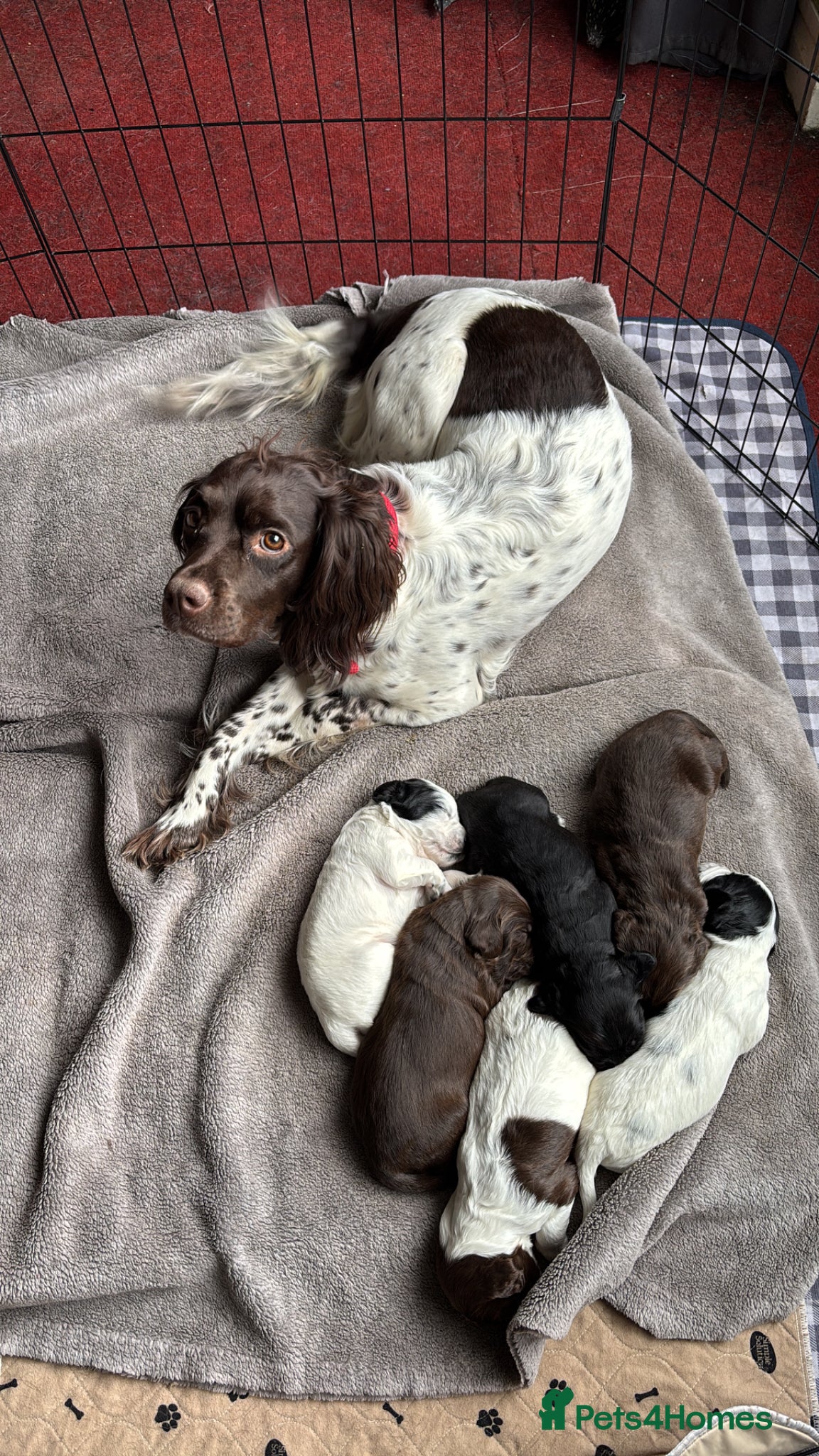 Sprocker dogs 3 sprocker puppies available - Advert 1