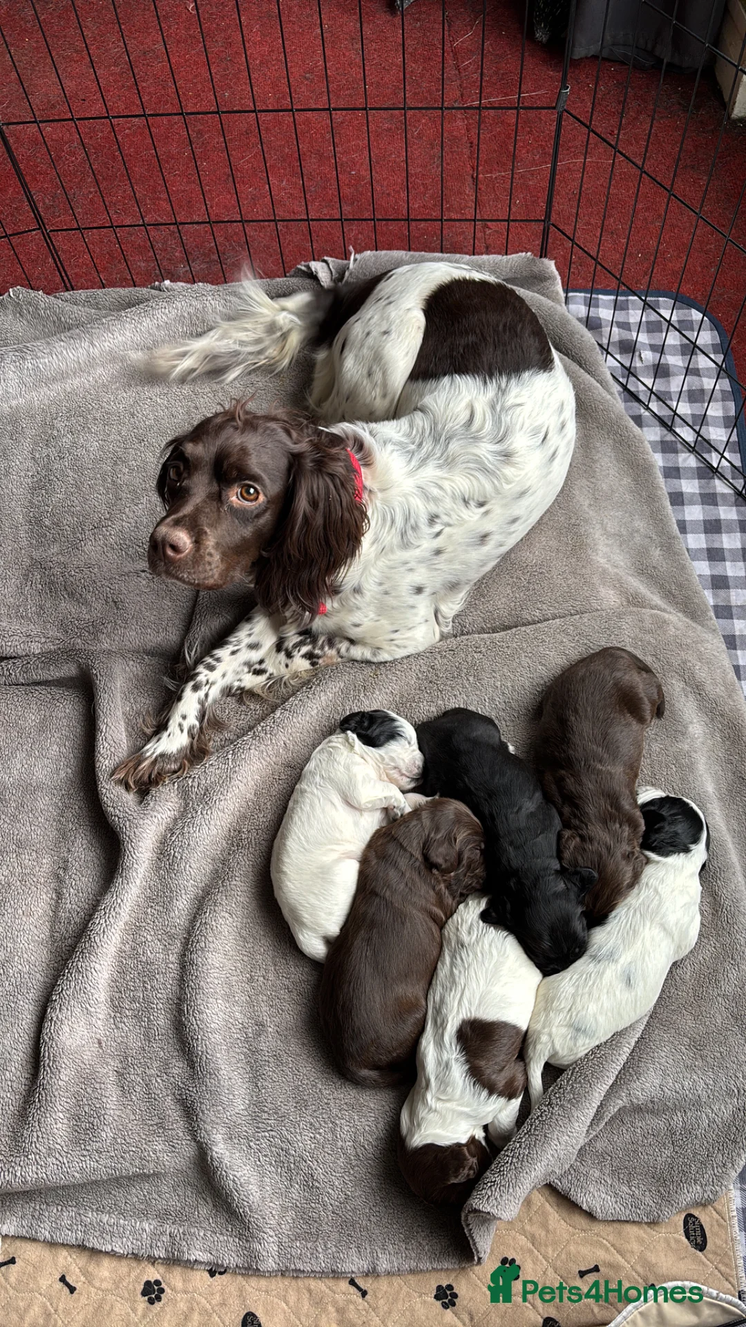 Sprocker dogs for sale: 3 sprocker puppies available - Advert 1