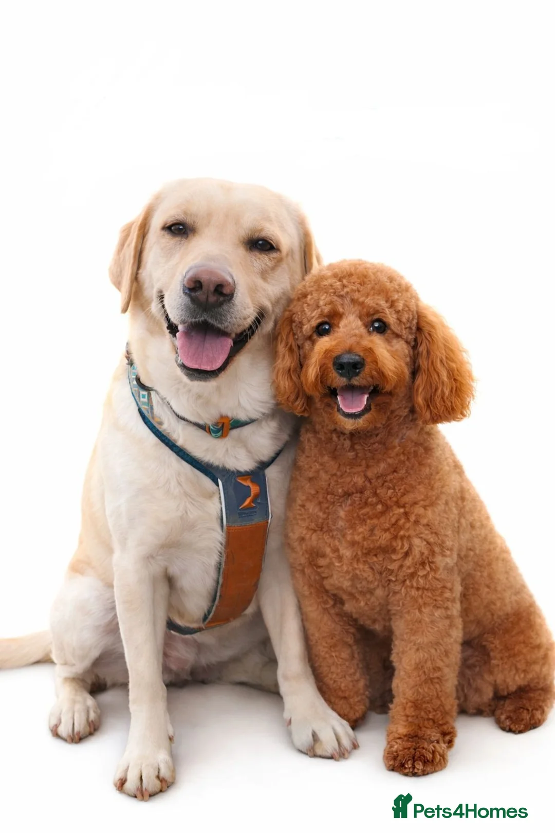 Labradoodle dogs for sale: Extensively Health Tested F1 Labradoodle Puppies - Advert 2