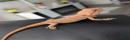Bearded Dragon reptiles for sale: Hand tame - Advert 4
