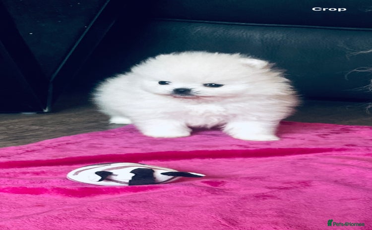 Pomeranian dogs - Advert 1