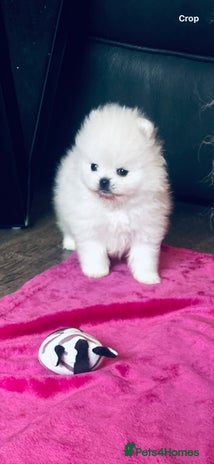 Pomeranian dogs - Advert 4