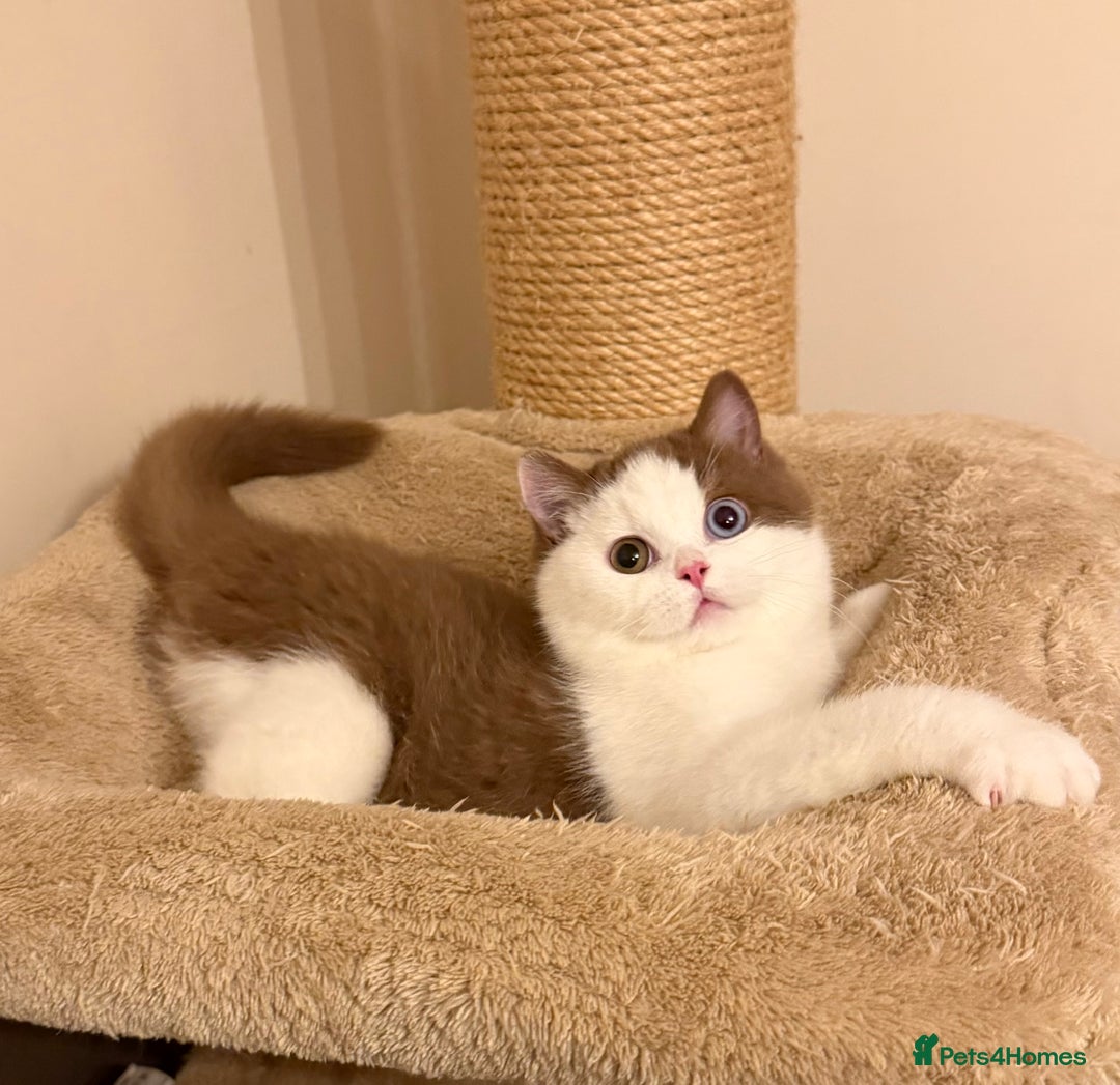 British Shorthair cats for sale: British Shorthair kittens  - Advert 12