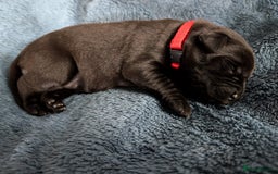 Labrador Retriever dogs for sale: Stunning labrador puppies from good working lines - Advert 30