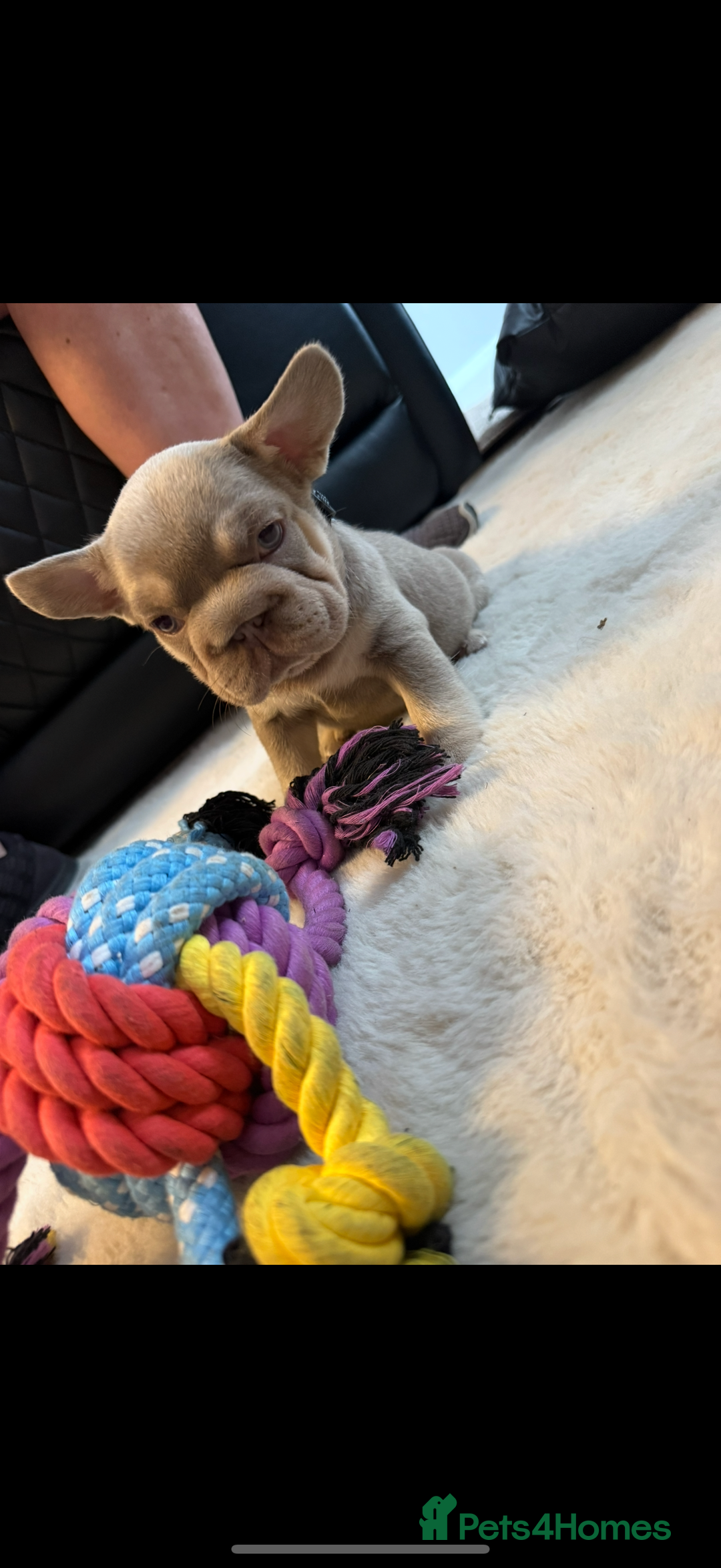 French Bulldog dogs for sale: ** frenchies  - Image 8
