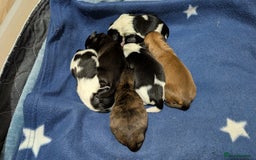 Shih Tzu dogs for sale: KC registered Shih Tzu puppies  - Image 1