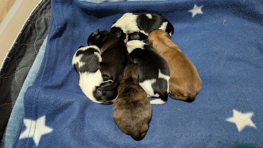 Shih Tzu dogs for sale: KC registered Shih Tzu puppies  - Image 1