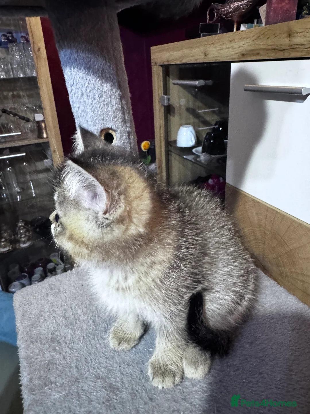 British Shorthair cats for sale:  British Short Hair kittens  - Advert 5