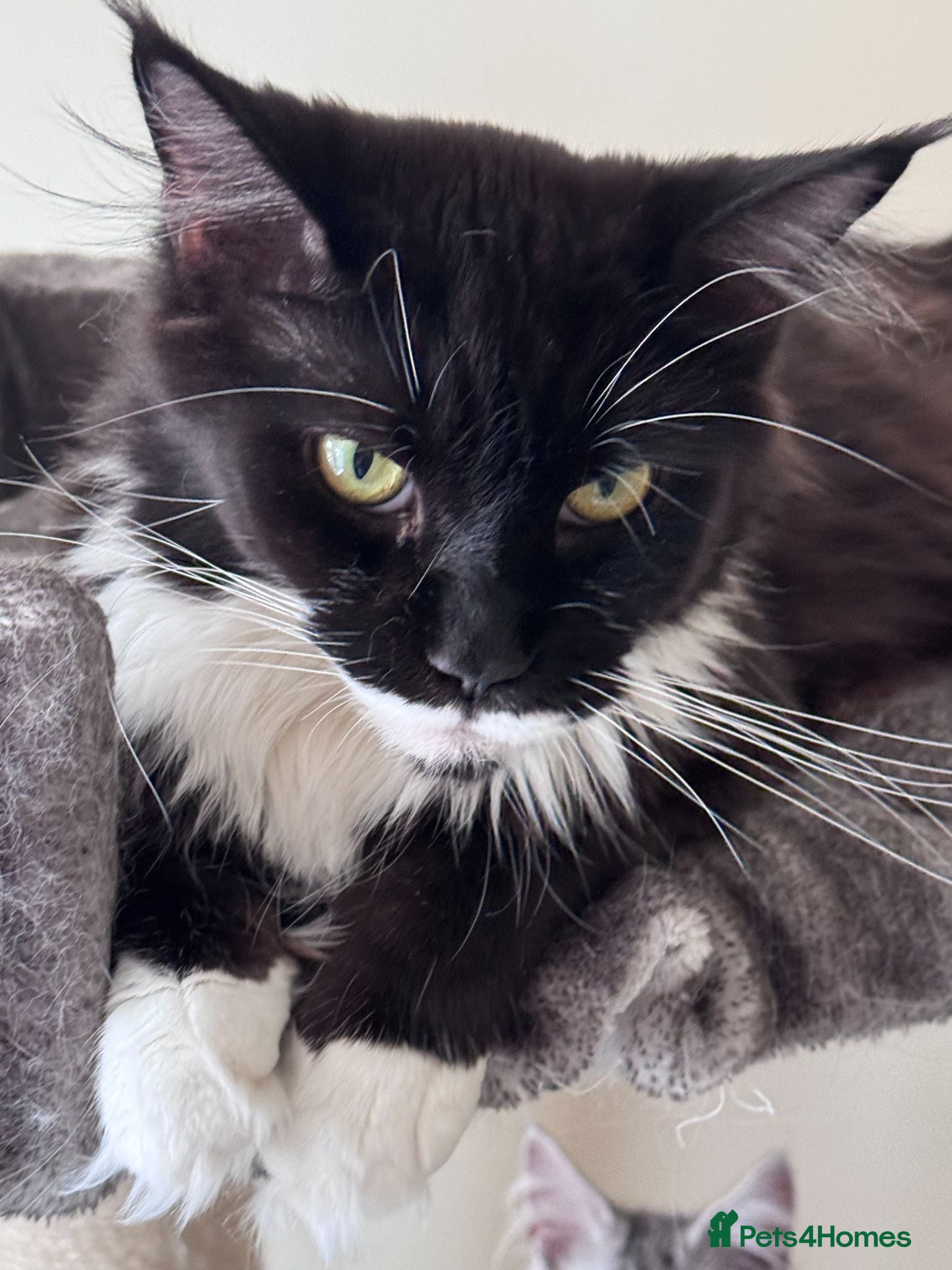 Maine Coon cats Gorgeous Maine Coon male with GCCF pedigree  - Advert 11