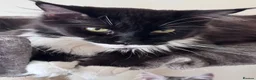Maine Coon cats for sale: Gorgeous Maine Coon male with GCCF pedigree  - Advert 1