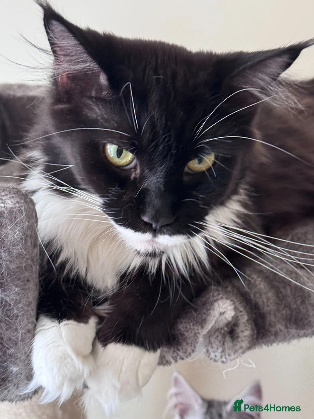 Maine Coon cats for sale: Gorgeous Maine Coon male with GCCF pedigree  - Advert 1