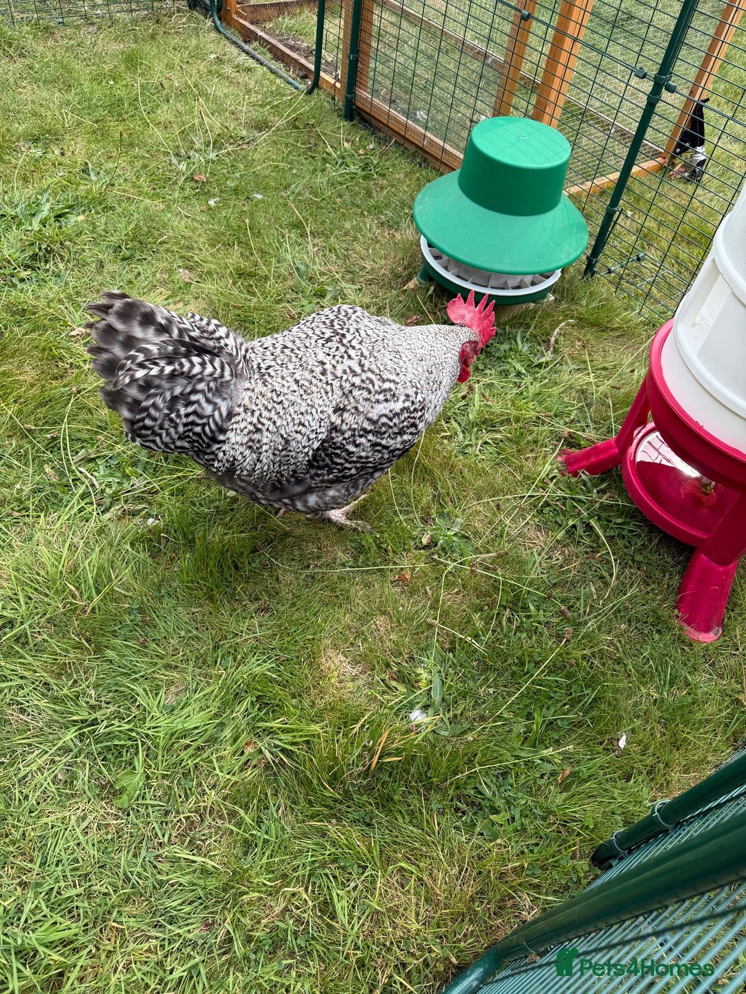 Chickens poultry for sale: French Silver Cuckoo Maran Cockerels - Image 3