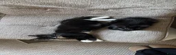 Mixed Breed cats for sale: TWO BLACK KITTENS (4/5 months old)  - Advert 7