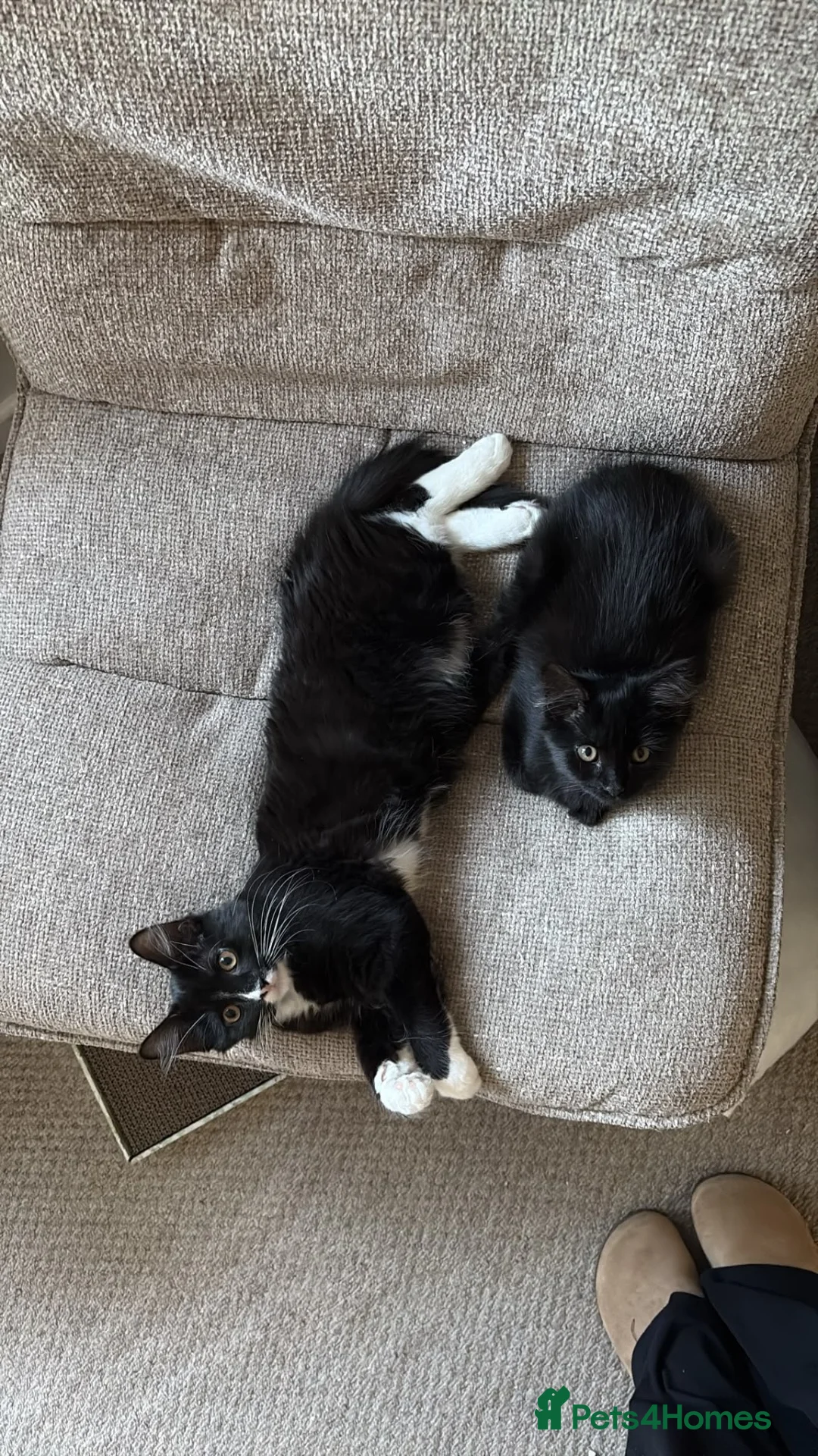Mixed Breed cats for sale: TWO BLACK KITTENS (4/5 months old)  - Advert 7