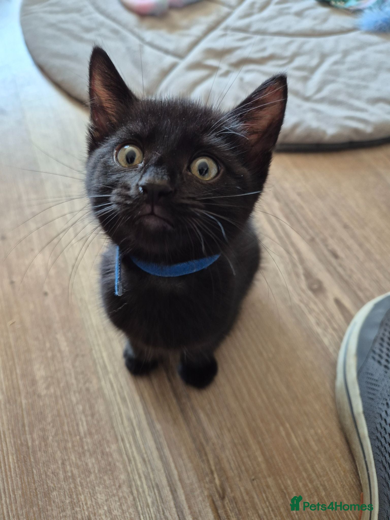 Mixed Breed cats Black male kitten, from a loving family home. - Advert 2