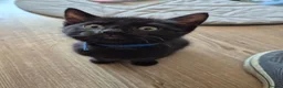 Mixed Breed cats for sale: Black male kitten, from a loving family home. - Advert 1