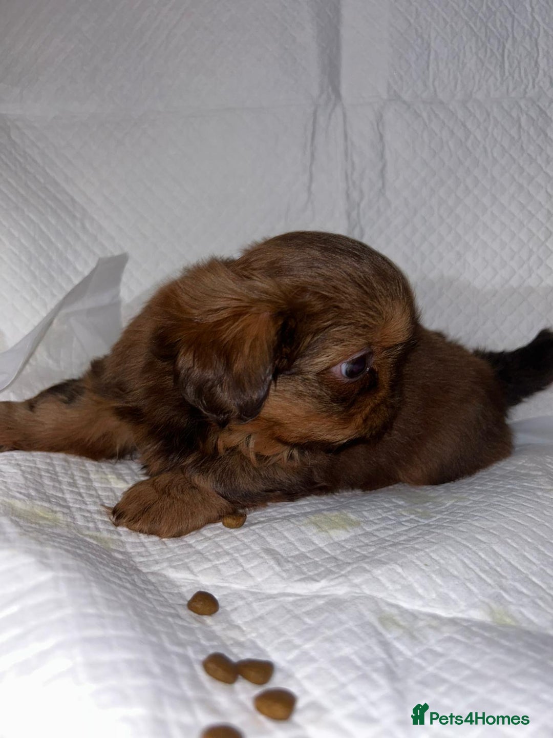 Shih Tzu dogs for sale: kC Imperial Shih tzu Ready now only 1 girl left  - Advert 14