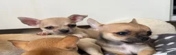 Chihuahua dogs for sale: Rare & Beautiful Chihuahua Puppies in Ipswich - Advert 18