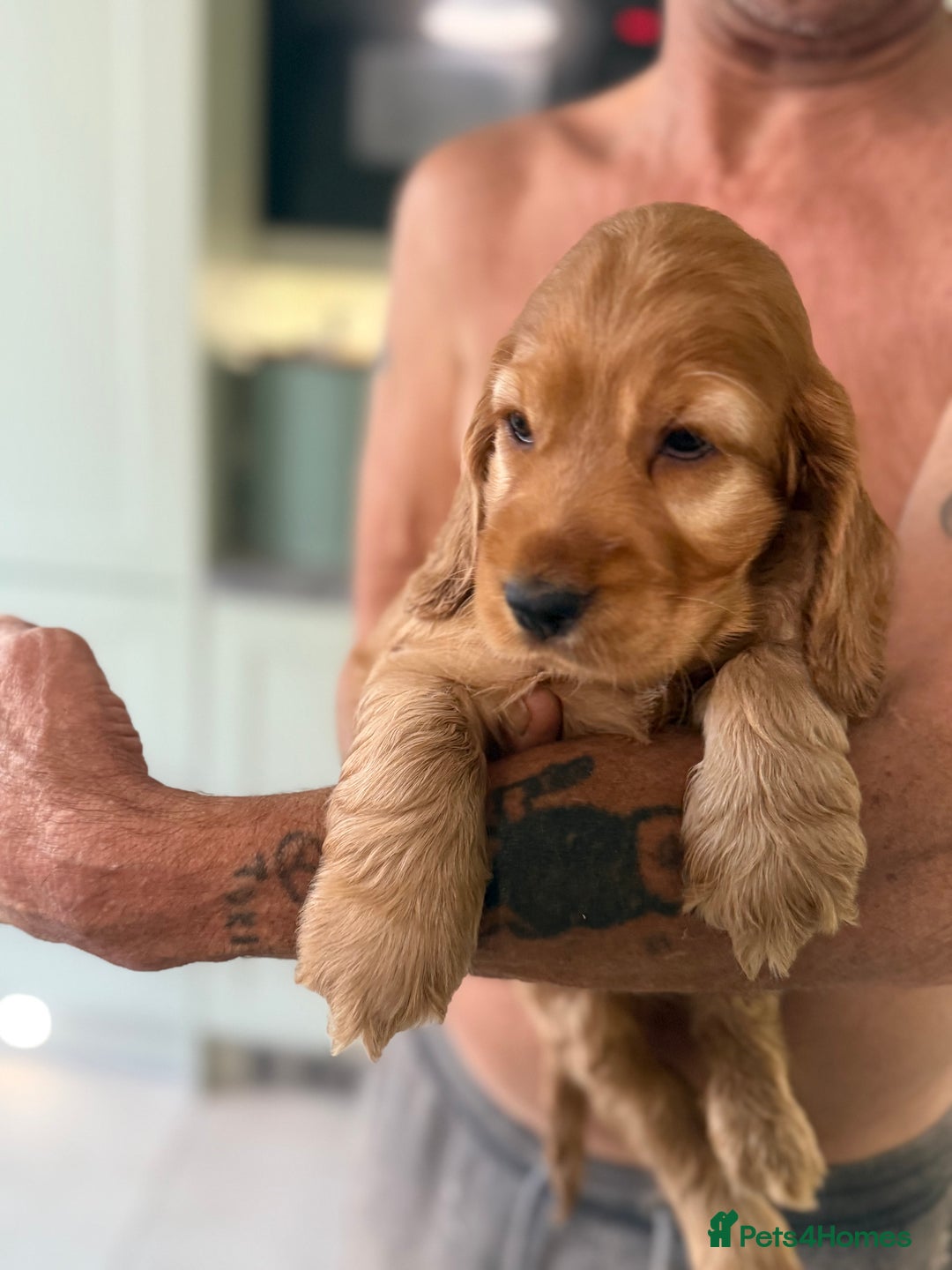 Cocker Spaniel dogs for sale: KC Registered Show Cocker Spaniel Puppies - Image 10