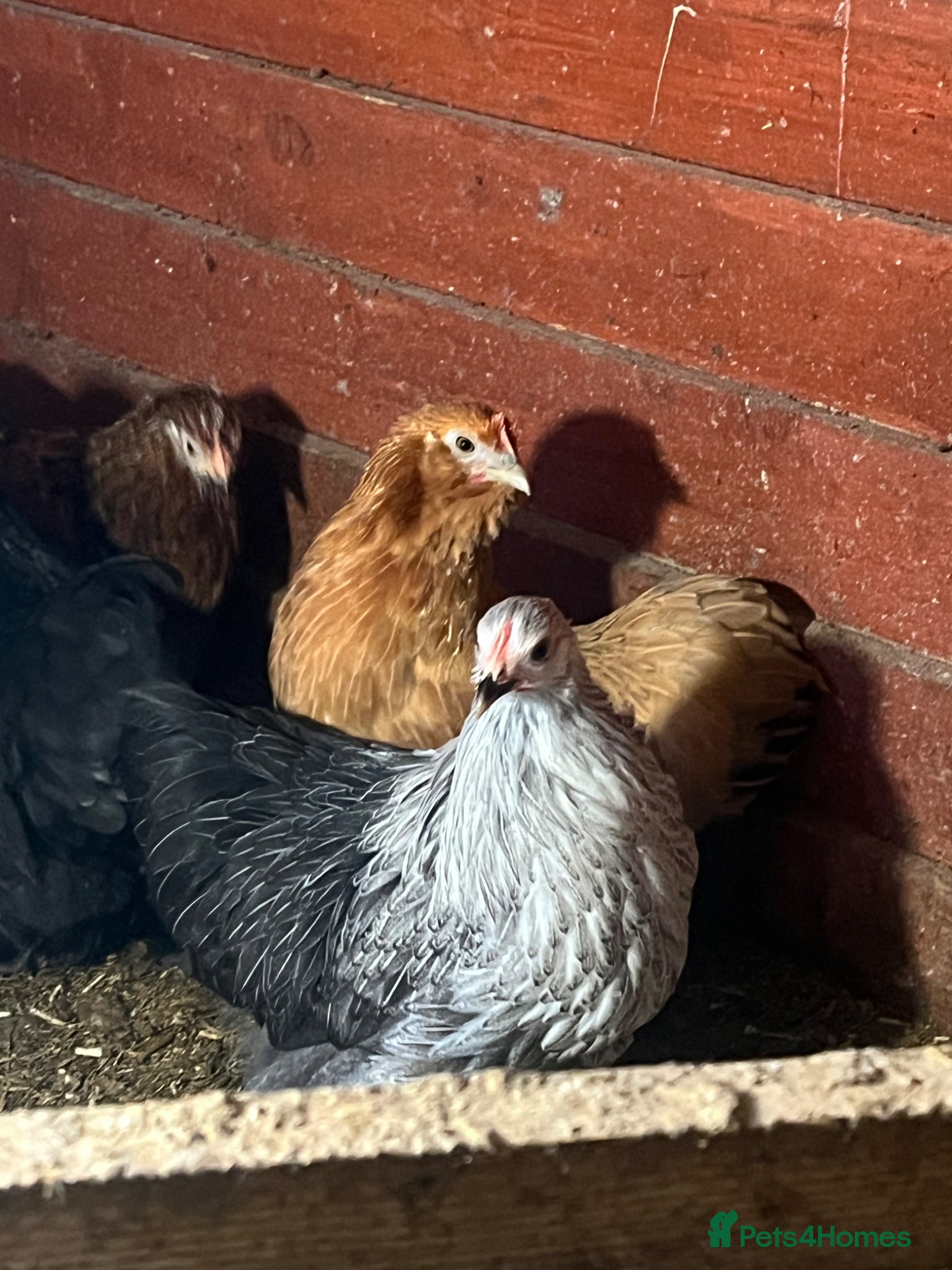 Chickens poultry Two sisters for sale  - Advert 7