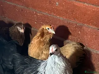 Chickens poultry Two sisters for sale - Advert 7