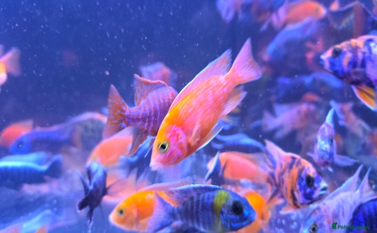 Cichlids fish - Advert 3