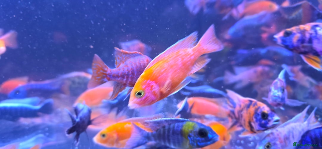 Cichlids fish for sale: Malawi peacocks and haps - Image 1