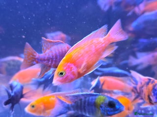 Cichlids fish - Advert 22