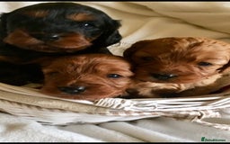 Cavapoo dogs for stud: Extensively Heath Tested Deep Red Min Poodle in Mansfield - Image 14