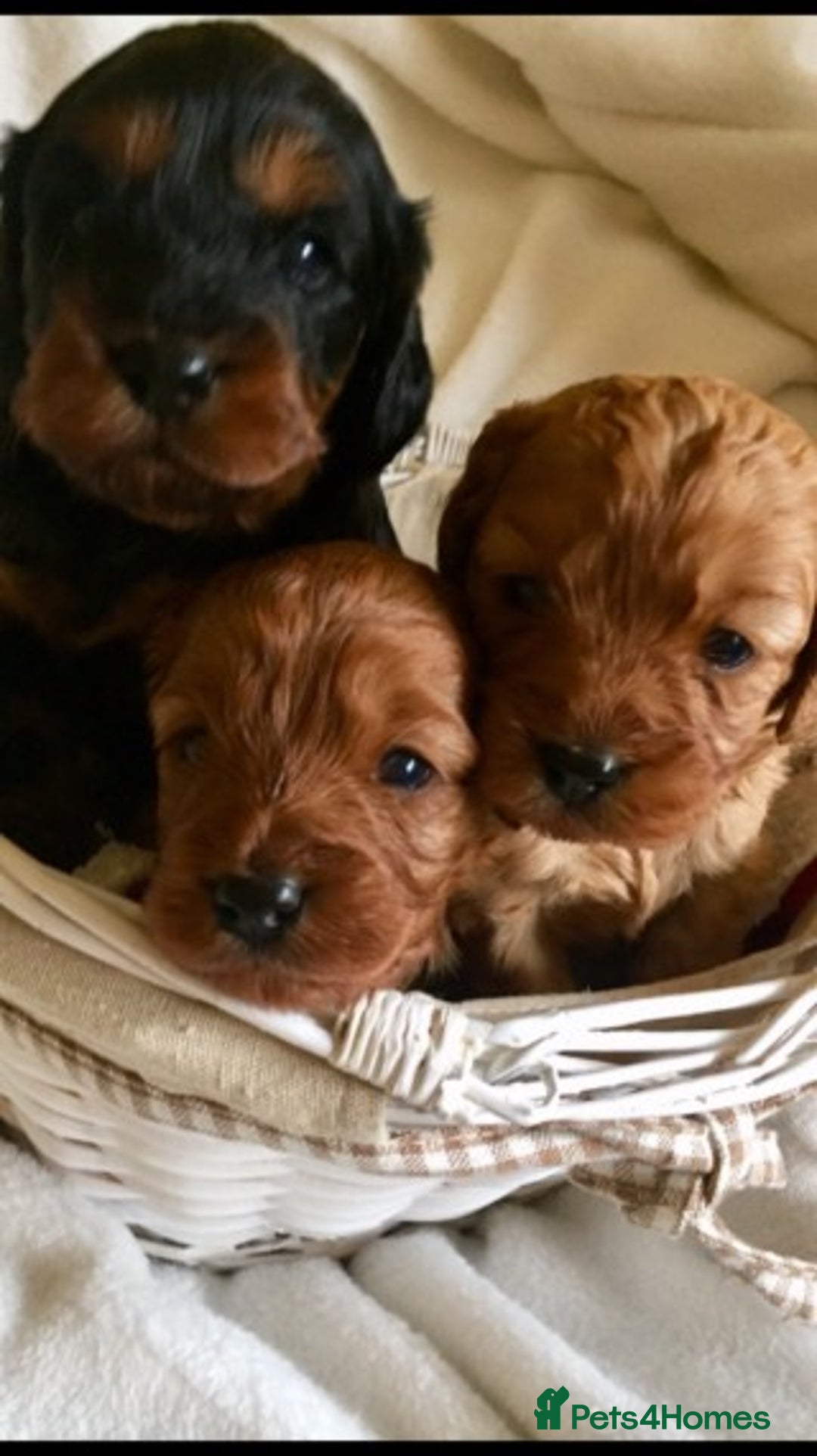 Cavapoo dogs for stud: Extensively Heath Tested Deep Red Min Poodle in Mansfield - Image 14