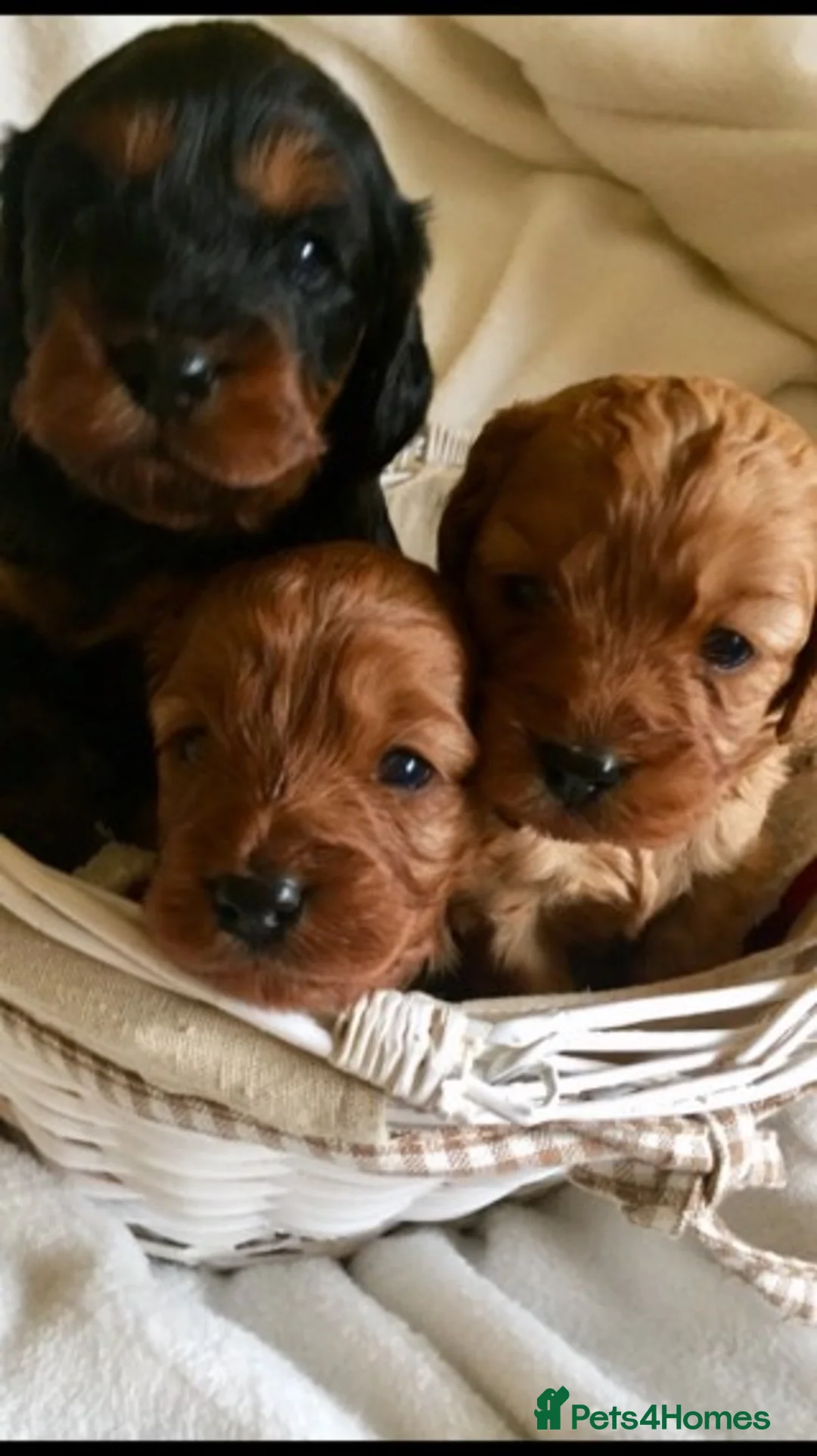 Cavapoo dogs for stud: Extensively Heath Tested Deep Red Min Poodle in Mansfield - Advert 14