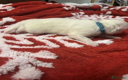 Samoyed dogs for sale: KC reg. Samoyed puppies with champ bloodline  - Advert 18