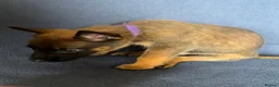 Belgian Shepherd Dog dogs for sale: BELGIAN SHEPHERD X DUTCH SHEPHERD - Advert 11