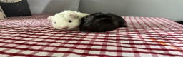 Guinea Pig rodents for sale: Beautiful Baby guinea pigs  - Advert 3