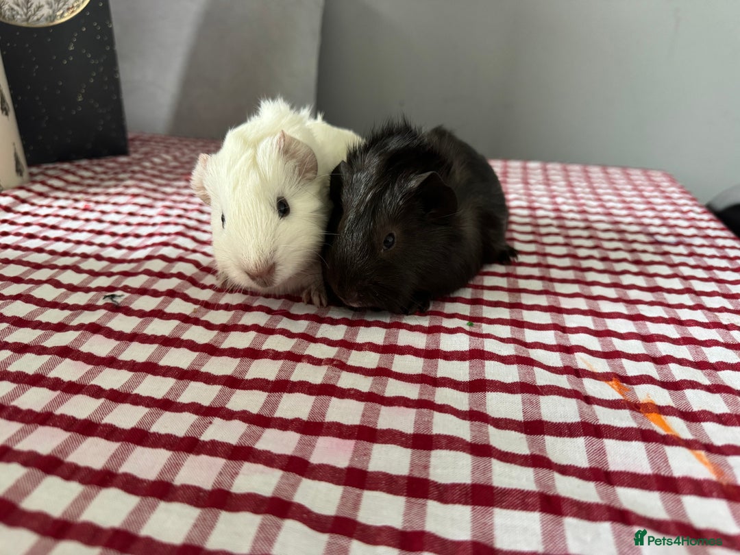 Guinea Pig rodents for sale: Beautiful Baby guinea pigs  - Advert 3