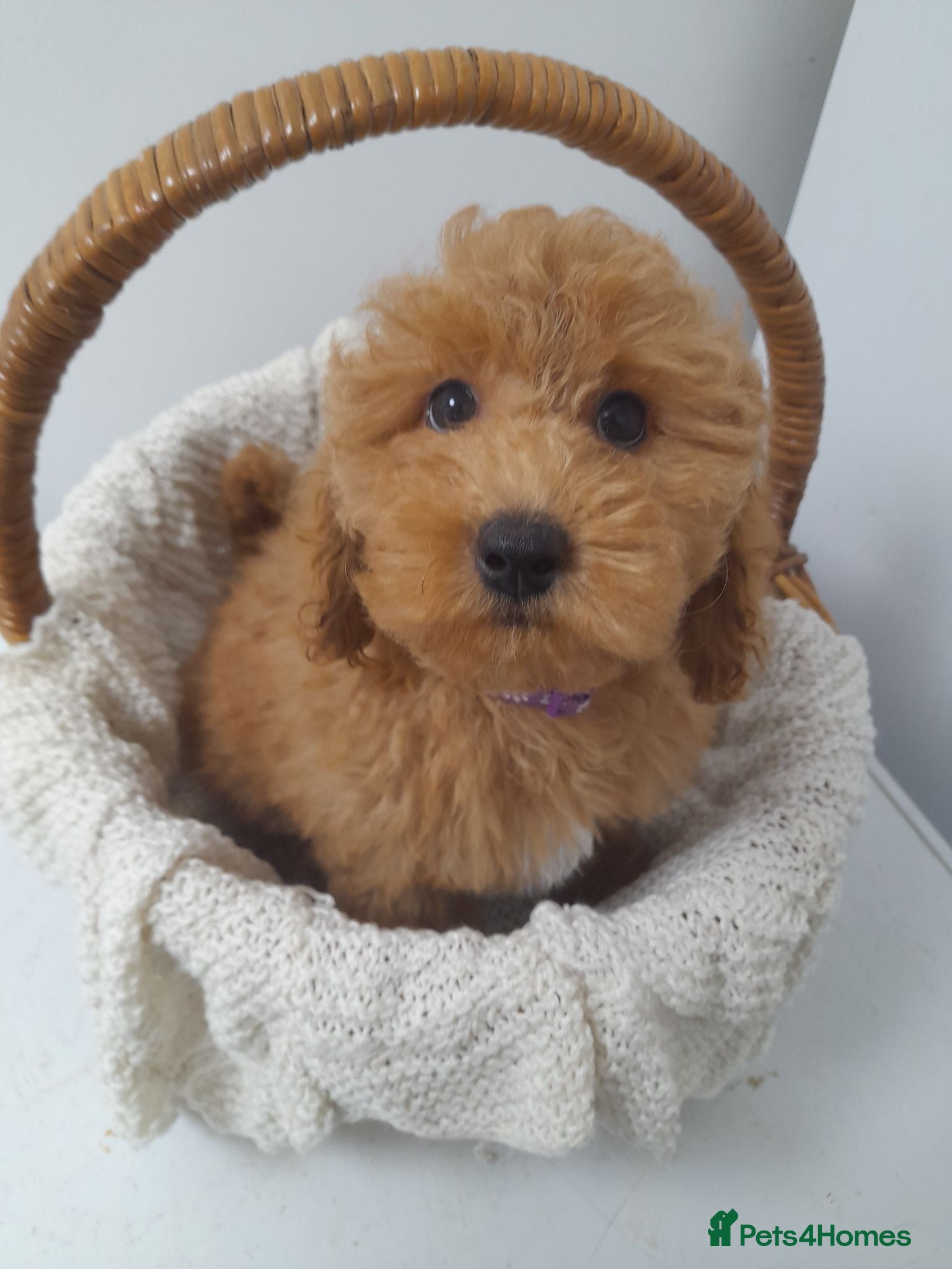 Miniature Poodle dogs Gorgeous red miniature poodle puppies ready now - Advert 3