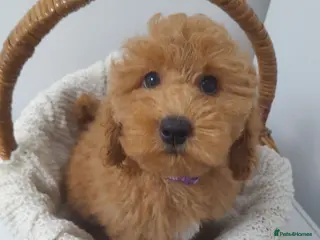 Miniature Poodle dogs Gorgeous red miniature poodle puppies ready now - Advert 3