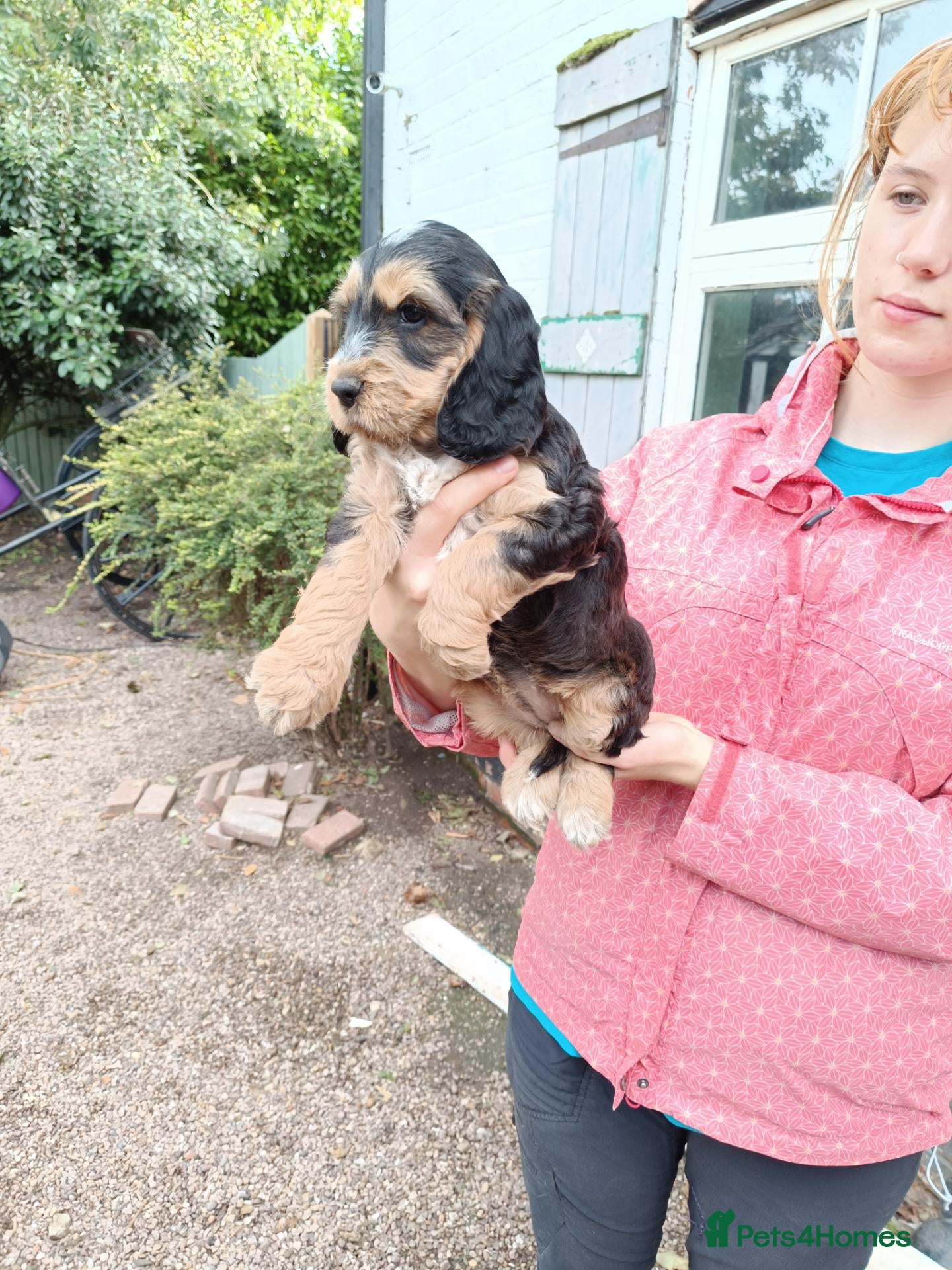 Cockapoo dogs Cockapoo Puppies available 16th October  - Advert 2