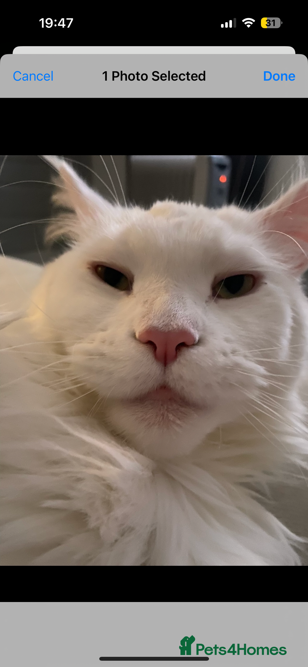 Maine Coon cats for sale: Beautiful Bella - Advert 3