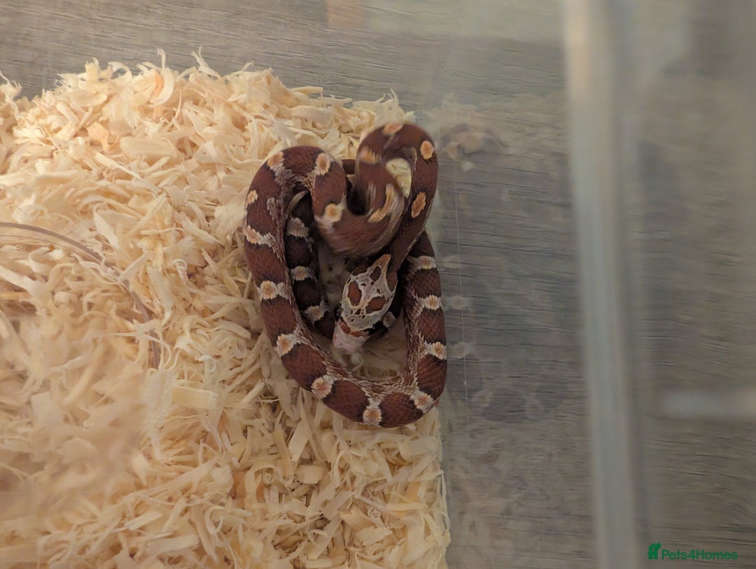 Corn Snake reptiles for sale: Yellow, Orange, Pink, Patterned Baby Corn Snakes - Image 4
